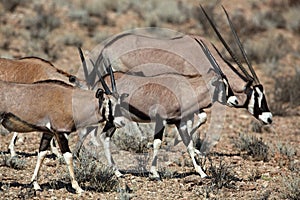 Gemsbok oryx family, Kalahari desert