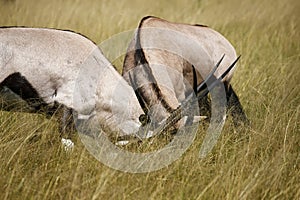 Gemsbok or Oryx fighting