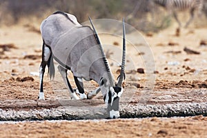 Gemsbok, Oryx gazela, in the Bwabwata National Park, Namibia