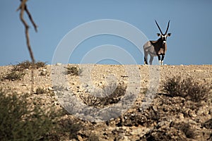 The Gemsbok Oryx gazela calmly staying in the dry and of the Kalahari desert