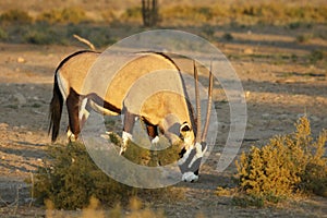 Gemsbok Oryx gazela feeding on the green grass