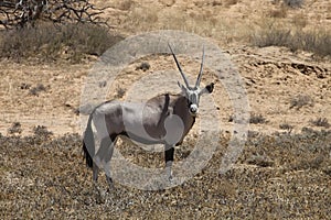 Gemsbok, Oryx gazela, Gemsbok National Park, South Africa