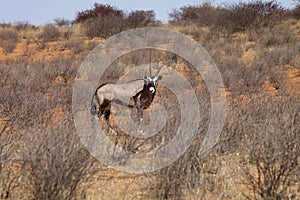 Gemsbok, Oryx gazela, Gemsbok National Park, South Africa