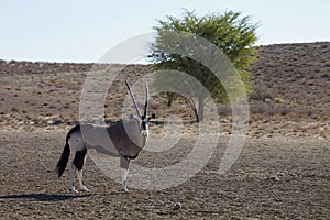 Gemsbok, Oryx gazela, Gemsbok National Park, South Africa