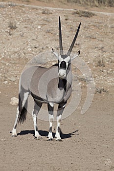 Gemsbok, Oryx gazela, Gemsbok National Park, South Africa