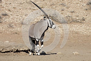 Gemsbok, Oryx gazela, Gemsbok National Park, South Africa