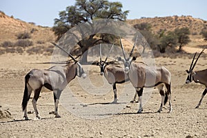 Gemsbok, Oryx gazela, Gemsbok National Park, South Africa