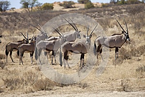 Gemsbok, Oryx gazela, Gemsbok National Park, South Africa