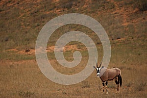 Gemsbok Oryx gazela staying in the dry golden grass on the Kalahari desert