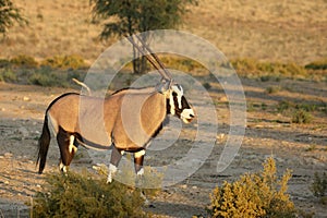 Gemsbok Oryx gazela staying in the green grass on the Kalahari desert