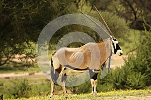 Gemsbok Oryx gazela staying in the green grass on the Kalahari desert