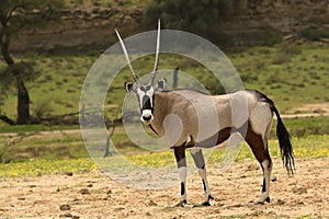 Gemsbok Oryx gazela staying in the green grass on the Kalahari desert. Trees in the background