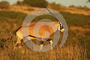 Gemsbok Oryx gazela walking in dry and high grass on the Kalahari desert in evening sunlight