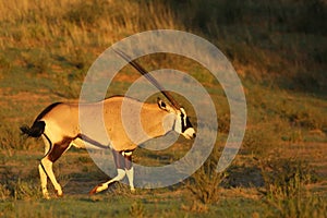 Gemsbok Oryx gazela walking in dry and high grass on the Kalahari desert in evening sunlight