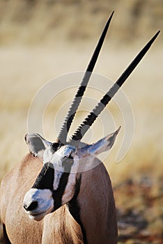 Gemsbok (Oryx gazella) photo