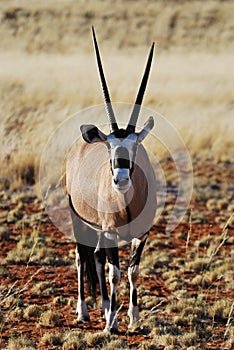 Gemsbok (Oryx gazella) photo