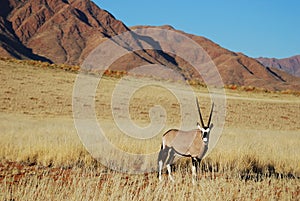 Gemsbok (Oryx gazella)