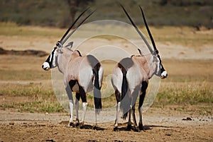 Gemsbok (Oryx gazella)