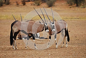 Gemsbok (Oryx gazella) photo