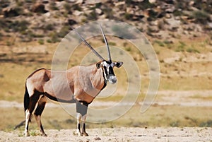 Gemsbok (Oryx gazella) photo