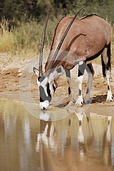 Gemsbok (Oryx gazella) drinking photo