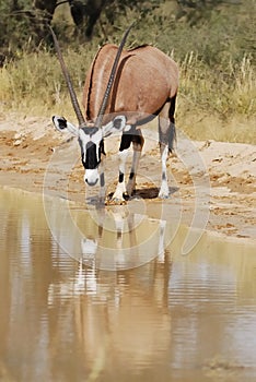 Gemsbok (Oryx gazella) drinking photo