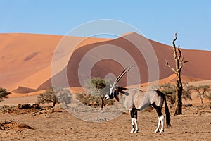 Gemsbok, Oryx gazella on dune, Namibia Wildlife