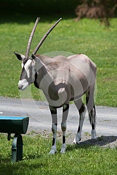 Gemsbok Oryx gazella gazella