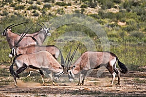 Gemsbok, Oryx gazella gazella, male combat, Kalahari, South Africa