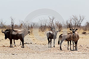 Gemsbok, Oryx gazella and Gnu in african bush