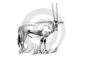 Gemsbok Oryx gazella hand drawn illustrations