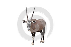 Gemsbok Oryx gazella isolated on White Background