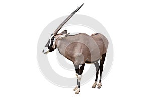 Gemsbok Oryx gazella isolated on White Background