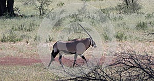 Gemsbok, Oryx gazella in Kalahari, South Africa safari wildlife