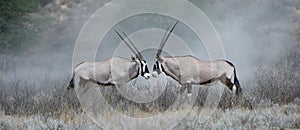 Gemsbok (Oryx gazella) Kgalagadi Transfrontier Park, South Africa