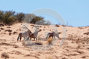 Gemsbok, Oryx gazella on sand dune