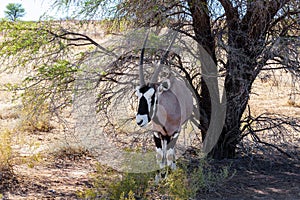 Gemsbok, Oryx gazella on sand dune