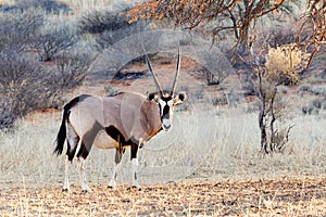 Gemsbok, Oryx gazella on sand dune