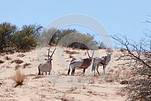 Gemsbok, Oryx gazella on sand dune