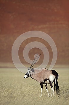 Gemsbok oryx in Namib Desert photo