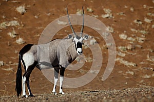 Gemsbok oryx, Namib desert dunes