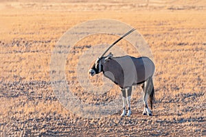 Gemsbok Oryx in Namib-Naukluft National Park, Namibia