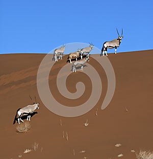 Gemsbok (Oryx) - Namib-Nuakluft Desert - Namibia