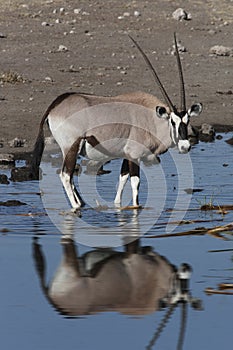 Gemsbok (Oryx) - Namibia