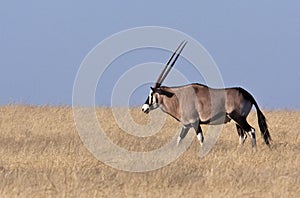 Gemsbok (Oryx) - Namibia photo
