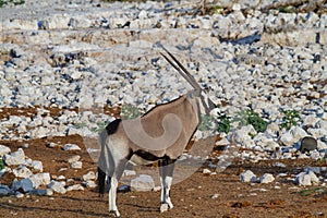 Gemsbok oryx namibia deserts and nature in national parks