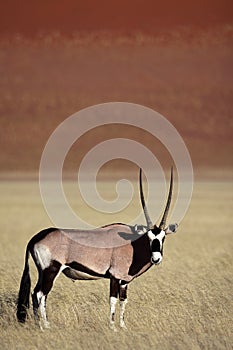 Gemsbok oryx by red desert dunes of Sossusvlei