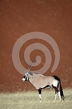 Gemsbok oryx by red desert dunes of Sossusvlei