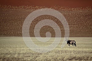 Gemsbok oryx in the red desert of Sossusvlei