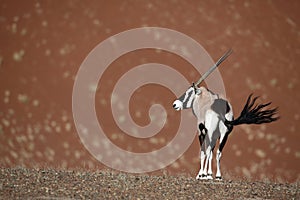 Gemsbok oryx in red dunes of Namib desert